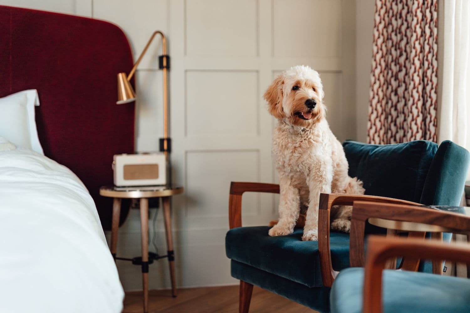 Exploring the Future of Pet-friendly Travel